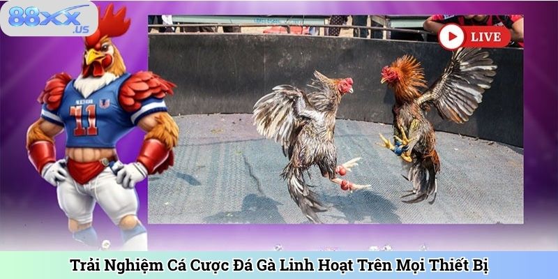 Trải Nghiệm Cá Cược Đá Gà Linh Hoạt Trên Mọi Thiết Bị